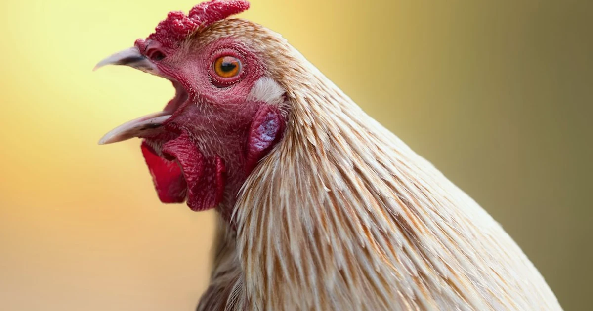 Avian Flu: When to Remove Bird Feeders