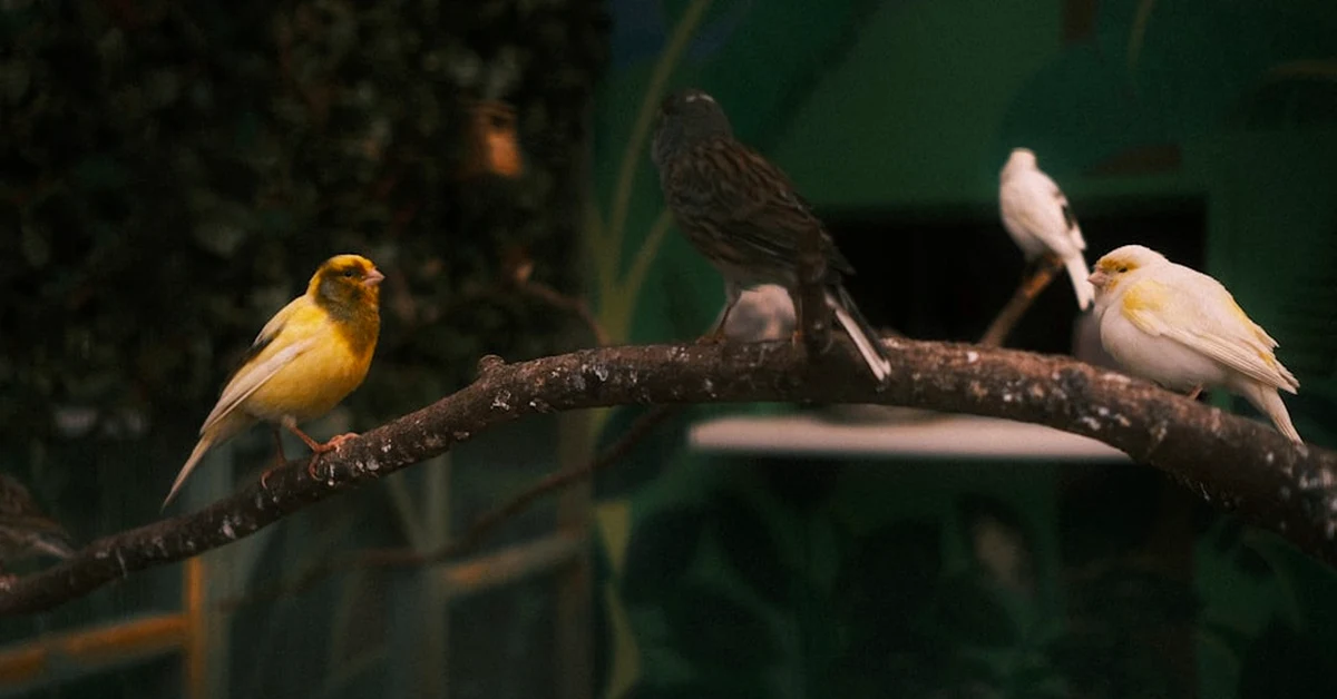Give Your Canary the Best Cage for Real Flight Space