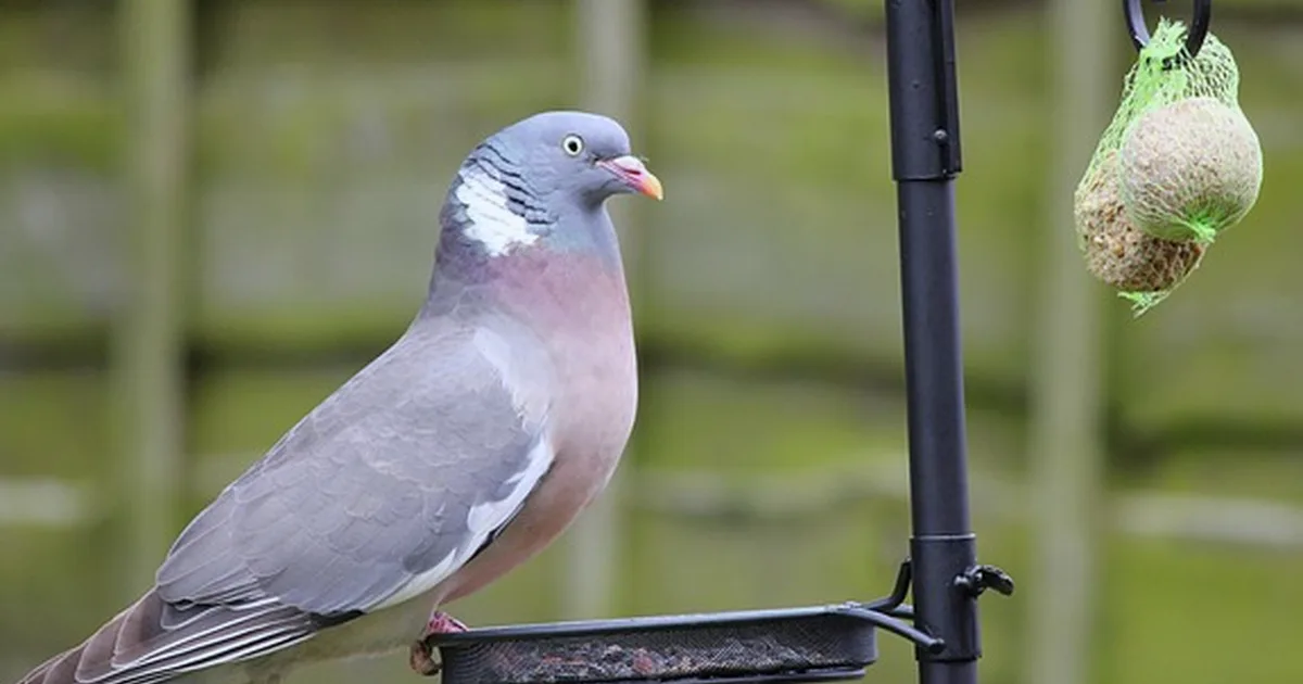 Salmonella at Bird Feeders: What to Do