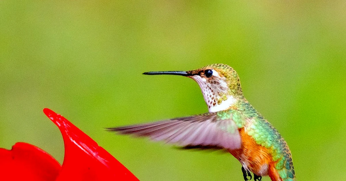 Taking Down a Hummingbird Feeder by Date Can Miss Migrants