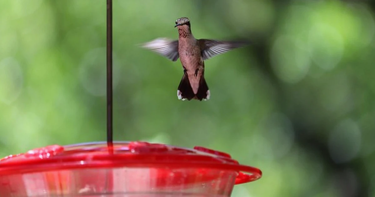 Your Hummingbird Feeder Replacement Part May Not Fit