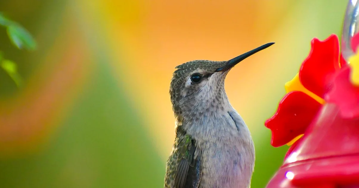 Your Hummingbird Feeder Replacement Part May Not Fit